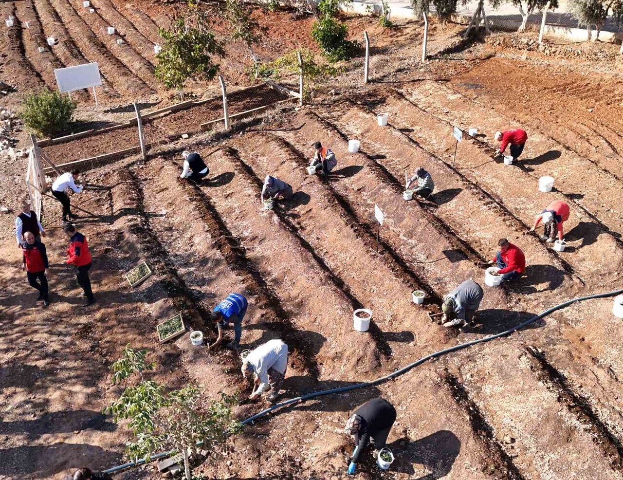 KAHRAMANMARAŞ DONDURMASININ OLMAZSA OLMAZI ENDEMİK SALEP BİTKİSİ BAHÇELERE EKİLDİ.