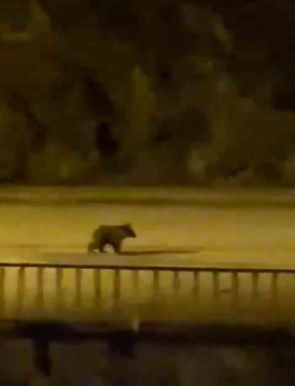 KARABÜK'ÜN YENİCE İLÇESİNDE ANNESİNİ KAYBEDEN YAVRU AYI İLÇE MERKEZİNE İNDİ.