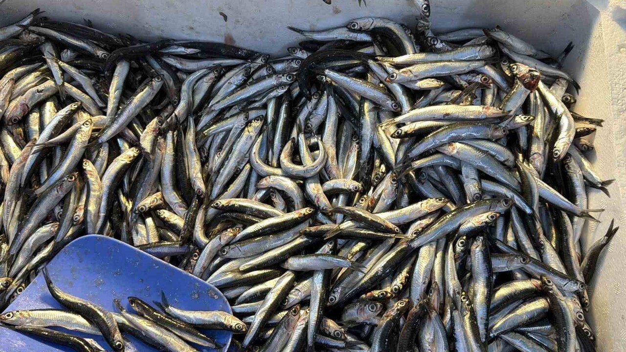 KARADENİZ'E KIYISI BULUNAN DÜZCE'DE, PALAMUTUN GÜRCİSTAN KIYILARINA GÖÇ ETMESİYLE BİRLİKTE...