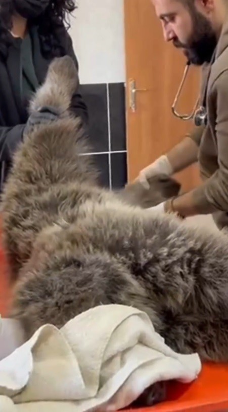 KARS’TA YARALI BOZ AYININ TEDAVİSİ YAPILIYOR(KARS-İHA)