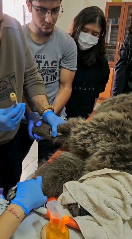 KARS’TA YARALI BOZ AYININ TEDAVİSİ YAPILIYOR(KARS-İHA)
