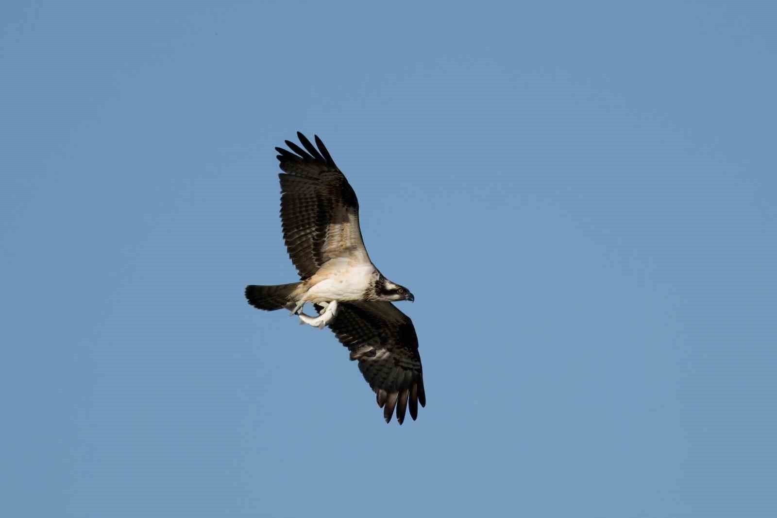 KASTAMONU'NUN ABANA İLÇESİNDE BALIK FOTOĞRAFÇILARI TARAFINDAN EZİNE ÇAYINDA AVLANAN BALIK...