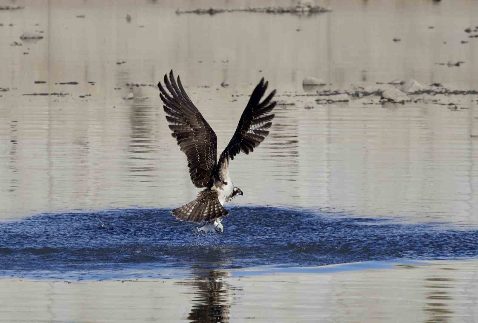 KASTAMONU'NUN ABANA İLÇESİNDE BALIK FOTOĞRAFÇILARI TARAFINDAN EZİNE ÇAYINDA AVLANAN BALIK...
