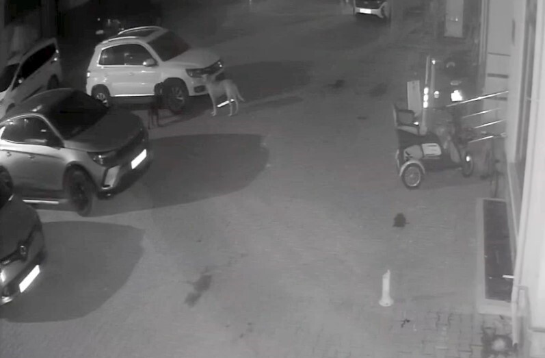 KASTAMONU’NUN CİDE İLÇESİNDE SOKAK KÖPEKLERİ, ÜÇ AY İÇERİSİNDE İKİNCİ KEZ BİR ARACA ZARAR...