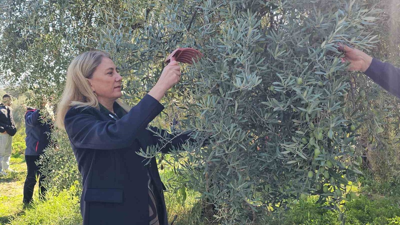 KAYMAKAM KAN, ZEYTİN HASADINA KATILDI