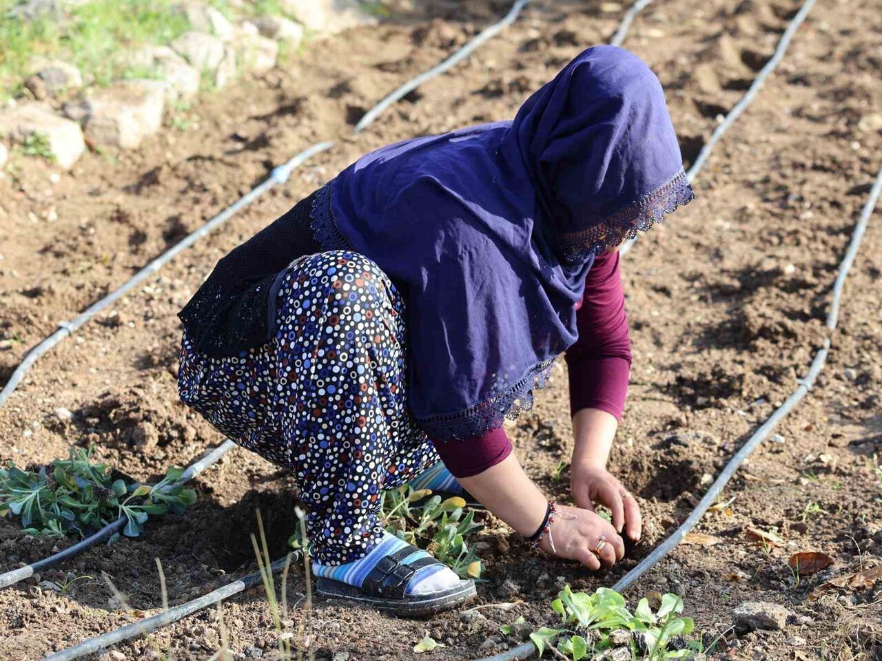 KENT GENELİNDE 254 KADIN, KENDİ ÜRETTİKLERİ ÜRÜNLERİ HASAT ETMEK İÇİN TOHUM VE FİDELERİ TOPRAKLA...