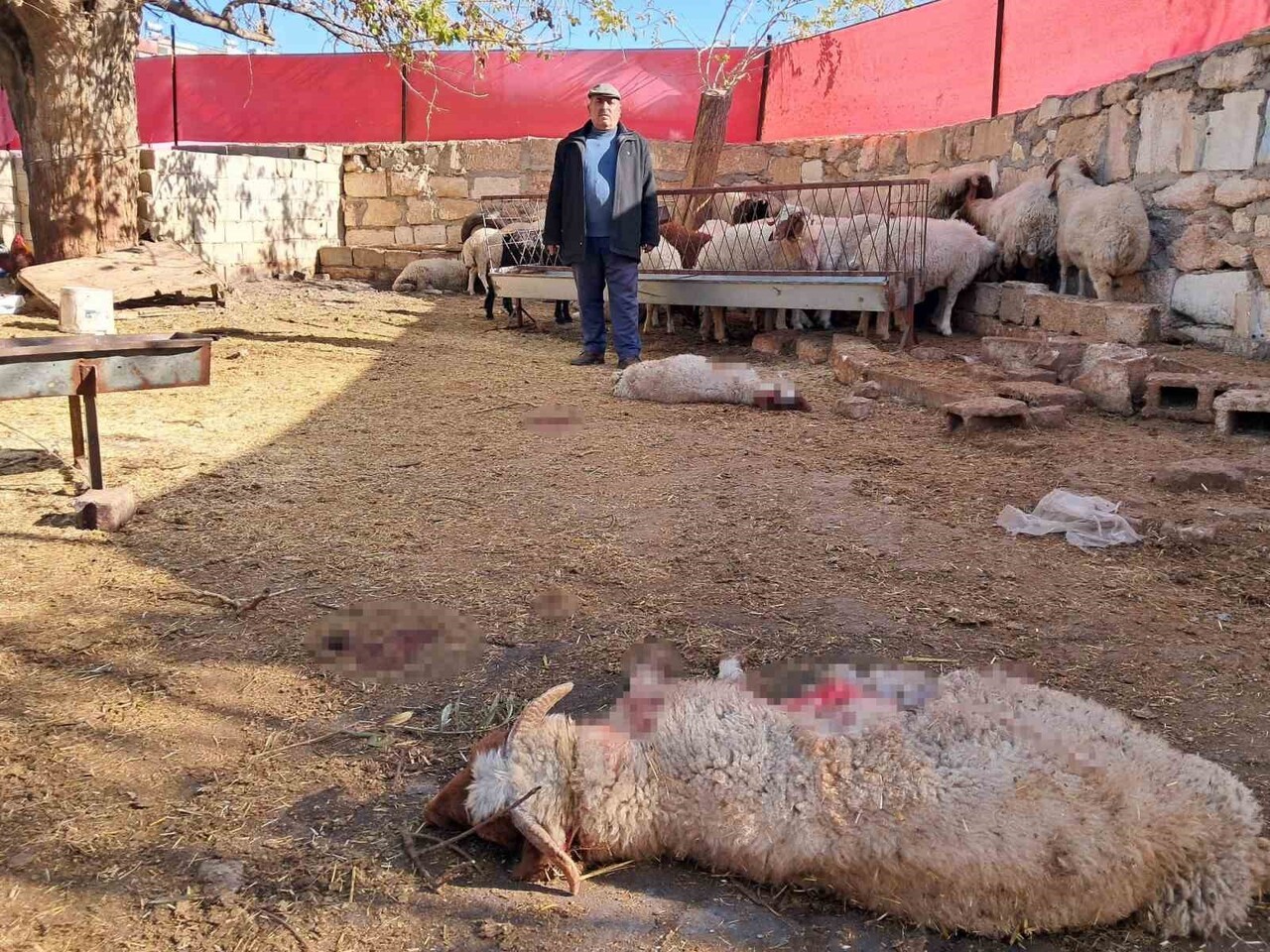 KİLİS’TE KURT SALDIRISI: 3 HAYVAN TELEF OLDU