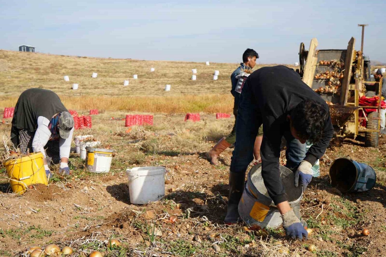 KIRIKKALE’NİN BAHŞILI İLÇESİNE BAĞLI KARAAHMETLİ KÖYÜNDE SOĞAN ÜRETİCİLİĞİ YAPAN HASAN TARIK...