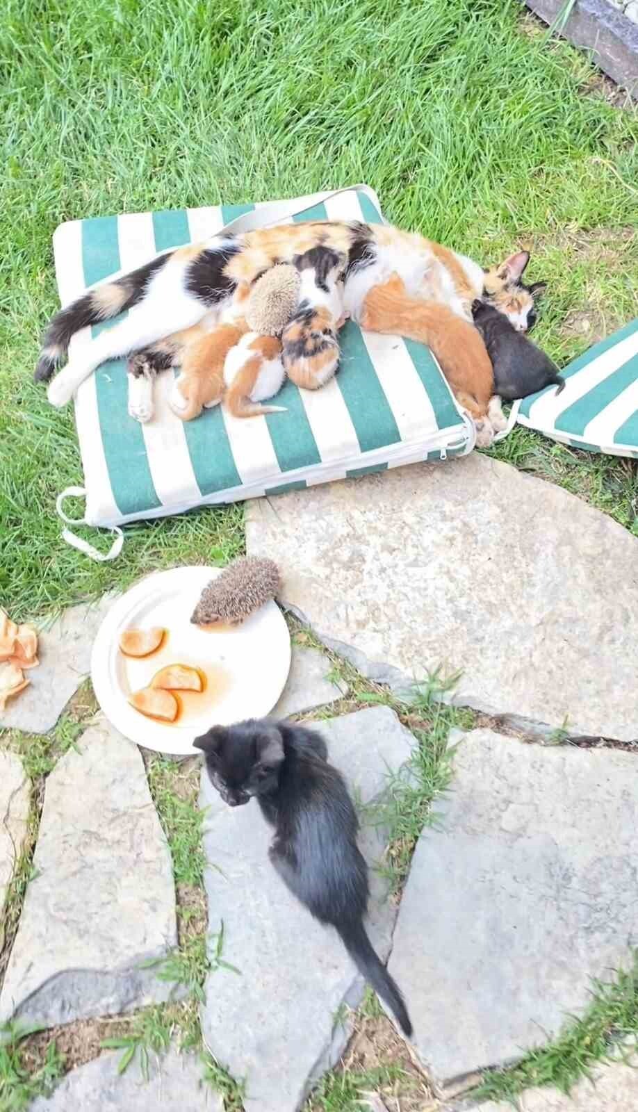 KOCAELİ'DE ANNE KEDİNİN, KENDİ YAVRULARIYLA BİRLİKTE KİRPİ YAVRULARINI DA EMZİRMESİ YÜZLERDE...