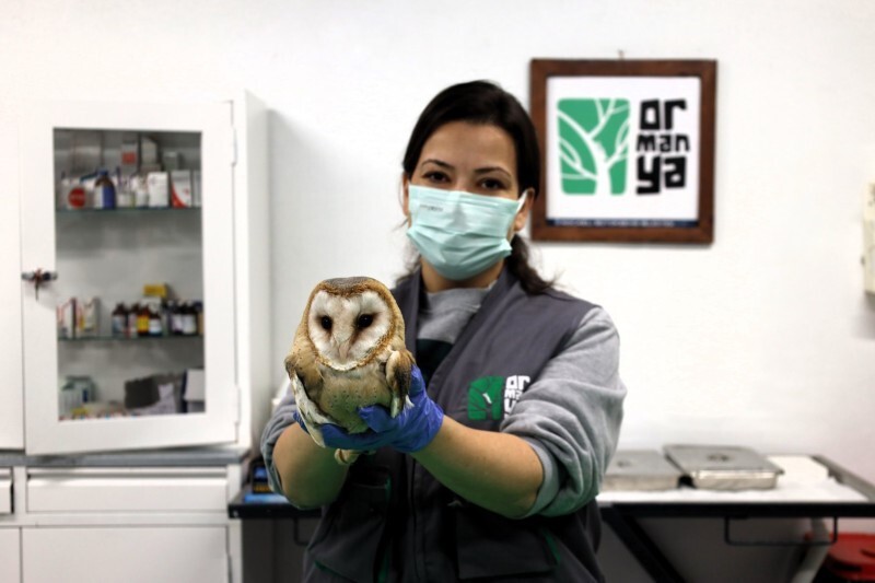 KOCAELİ'DE AVRUPA'NIN EN BÜYÜK DOĞAL YAŞAM PARKLARINDAN BİRİ OLARAK BELİRTİLEN ORMANYA'DA, YARALI...