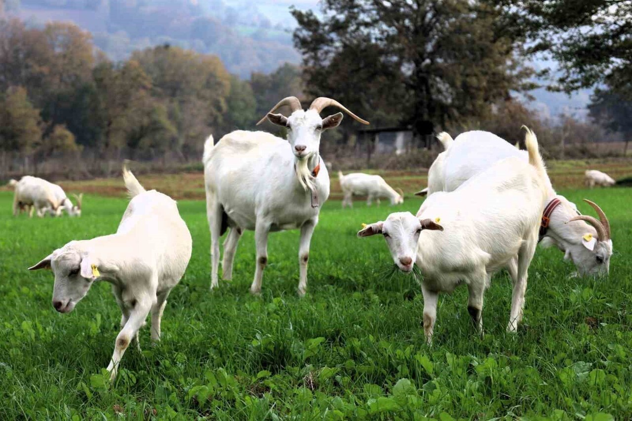 KOCAELİ'DE HAYVANCILIĞI DESTEKLEMEK AMACIYLA VERİLEN HİBELİ TOHUMLAR, İZMİT KIRSALINI VERİMLİ...