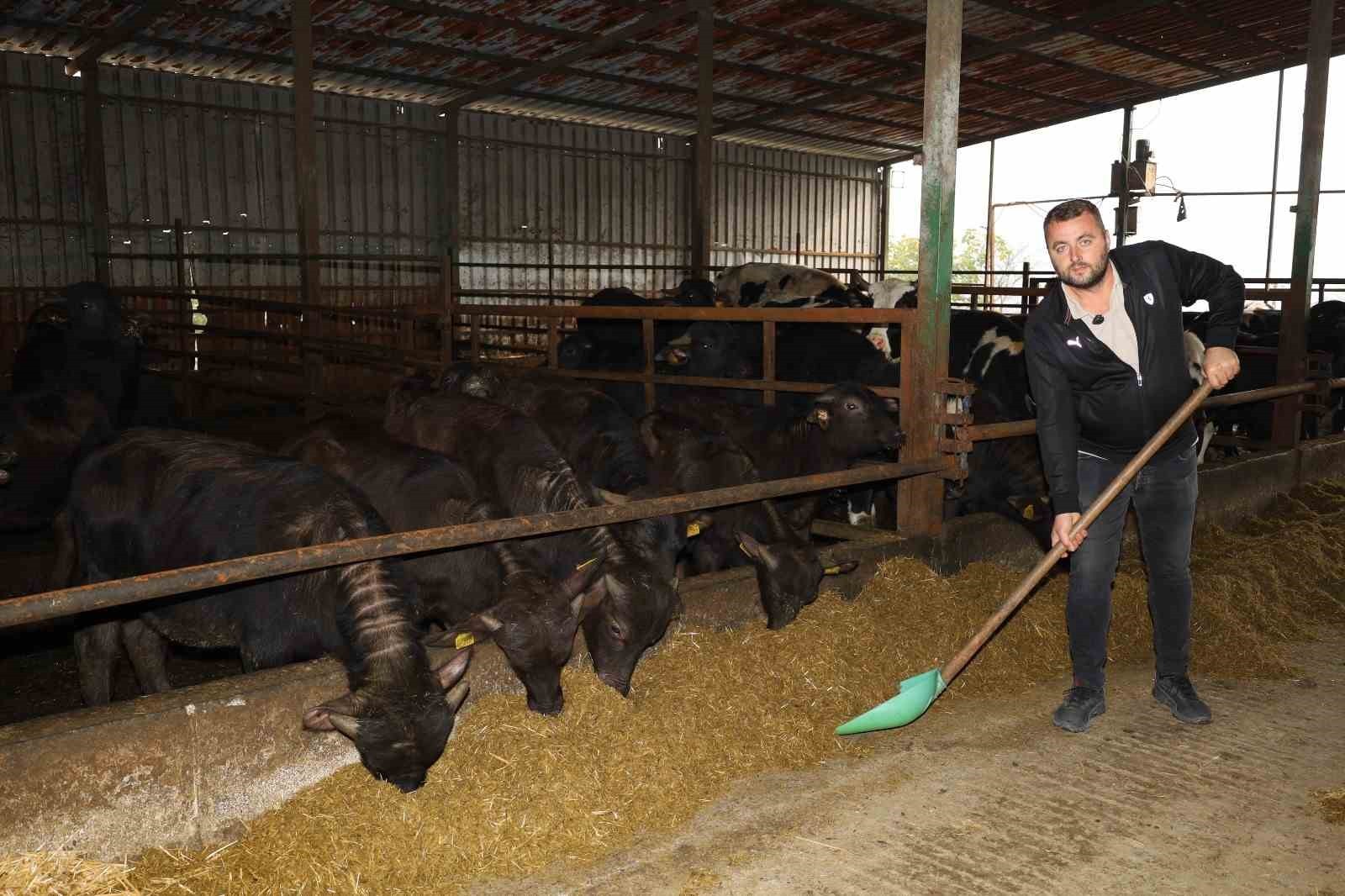 KOCAELİ’DE DAMIZLIK MANDA DESTEĞİ SONRASI MANDA SAYISI ARTIŞ GÖSTERDİ. KENT GENELİNDE 3 BİN 295...