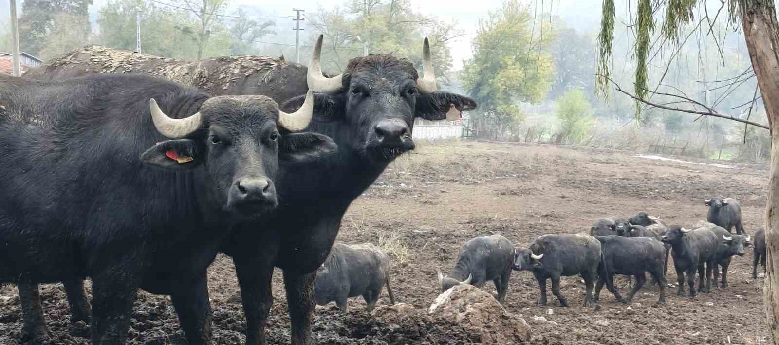 KOCAELİ’DE DAMIZLIK MANDA DESTEĞİ SONRASI MANDA SAYISI ARTIŞ GÖSTERDİ. KENT GENELİNDE 3 BİN 295...