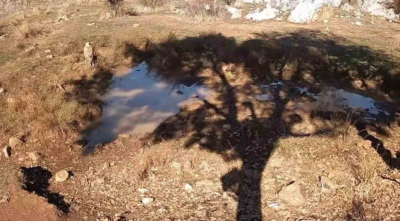 KONYA’NIN BEYŞEHİR İLÇESİNDE YAŞAYAN FOTOĞRAF TUTKUNU SELMAN SAYIN, DOĞADA KURDUĞU FOTOKAPANLA...