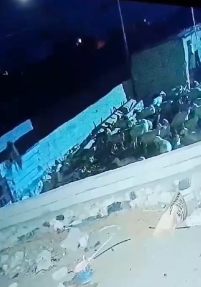 KONYA’NIN EREĞLİ İLÇESİNDE AĞILA GİREN KURT BİR KÜÇÜKBAŞ HAYVANI TELEF ETTİ. YAŞANANLAR GÜVENLİK...