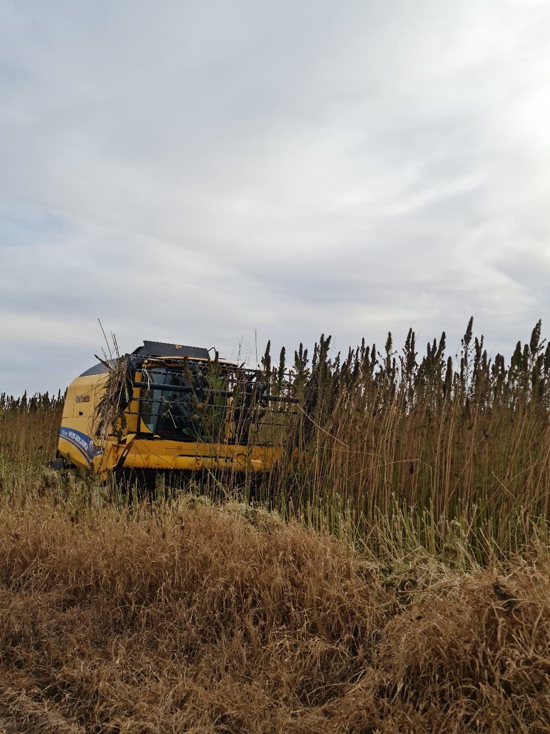 KONYA’NIN KULU İLÇESİNDE, 15 DEKARLIK ALANDA EKİMİ YAPILAN ENDÜSTRİYEL KENEVİRİN HASADINA...