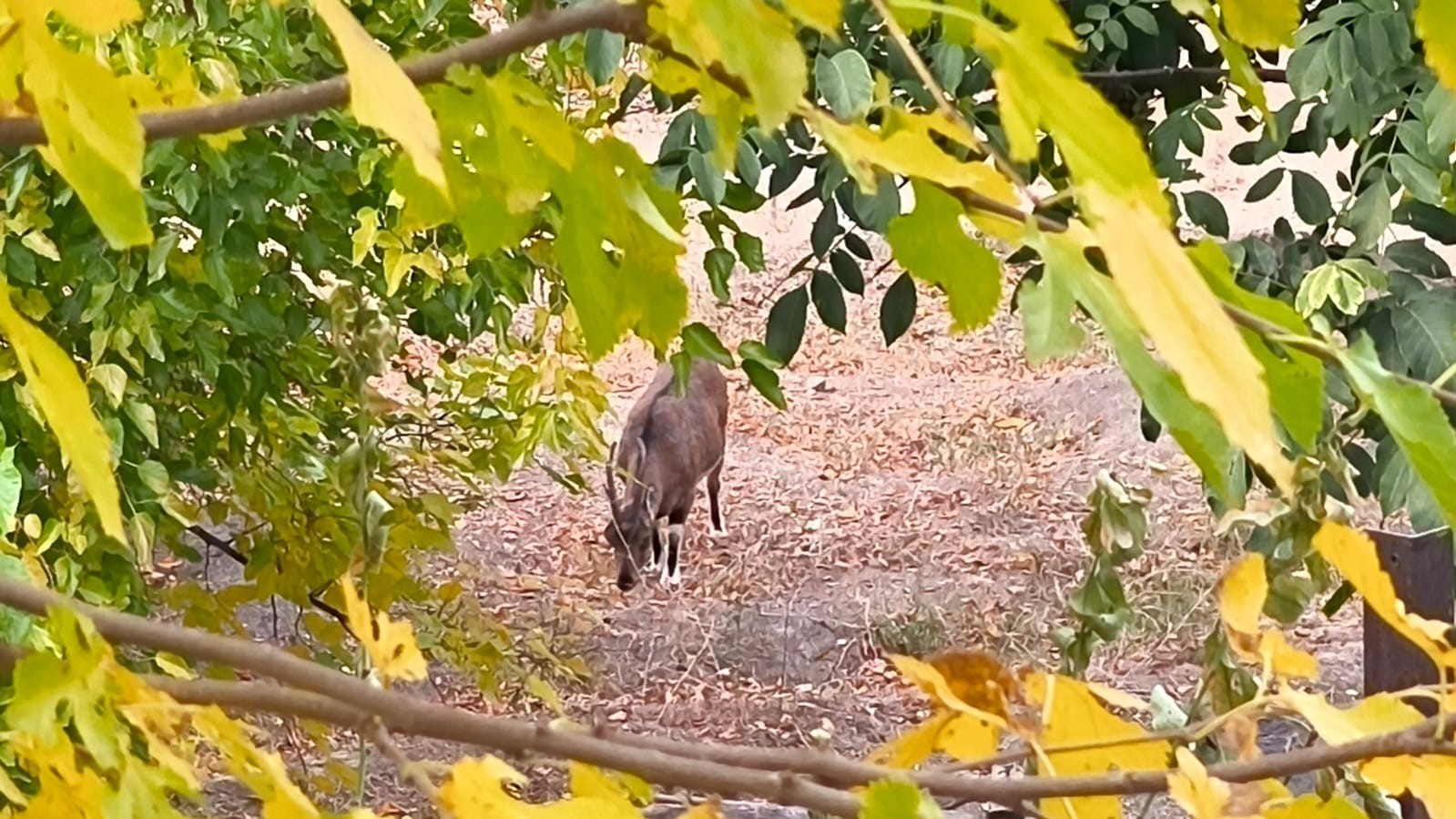 KORUMA ALTINDAKİ DAĞ KEÇİLERİ, TUNCELİ'NİN ÇEMİŞGEZEK İLÇESİNDE SÜRÜLER HALİNDE DOLAŞARAK...