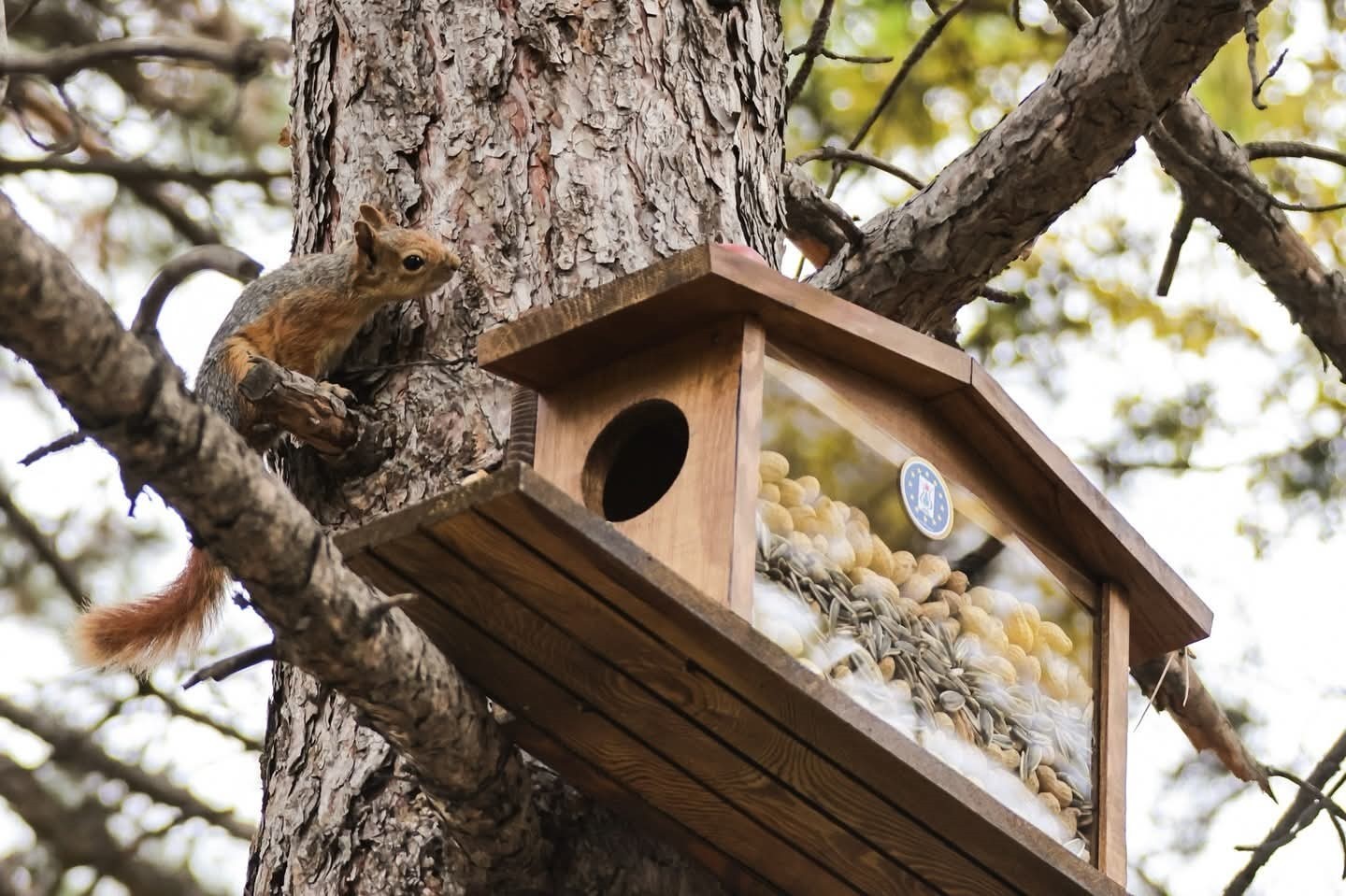 KÜTAHYA BELEDİYESİ’NDEN SİNCAP VE KUŞLARA KIŞ ESTEĞİ