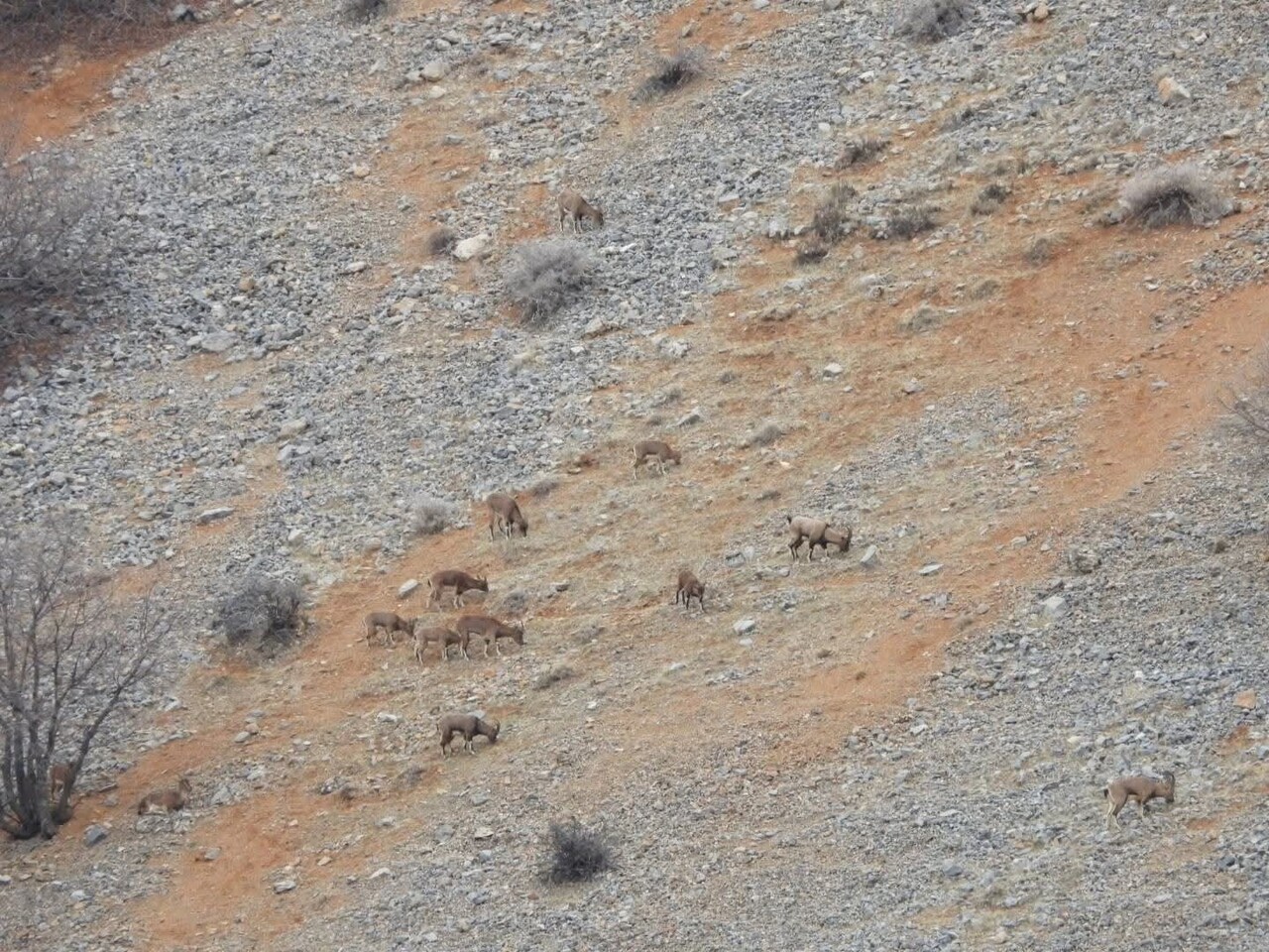 MALATYA’DA DAĞ KEÇİLERİ GÖRÜNTÜLENDİ