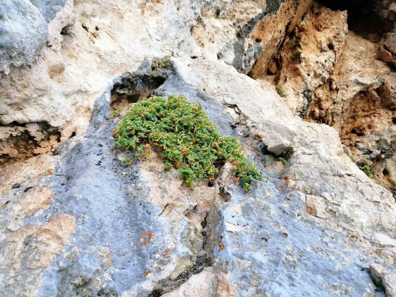 MALATYA’YA ÖZGÜ ENDEMİK BİTKİ SARI KANTARONDAN DAHA ETKİLİ BULUNDU