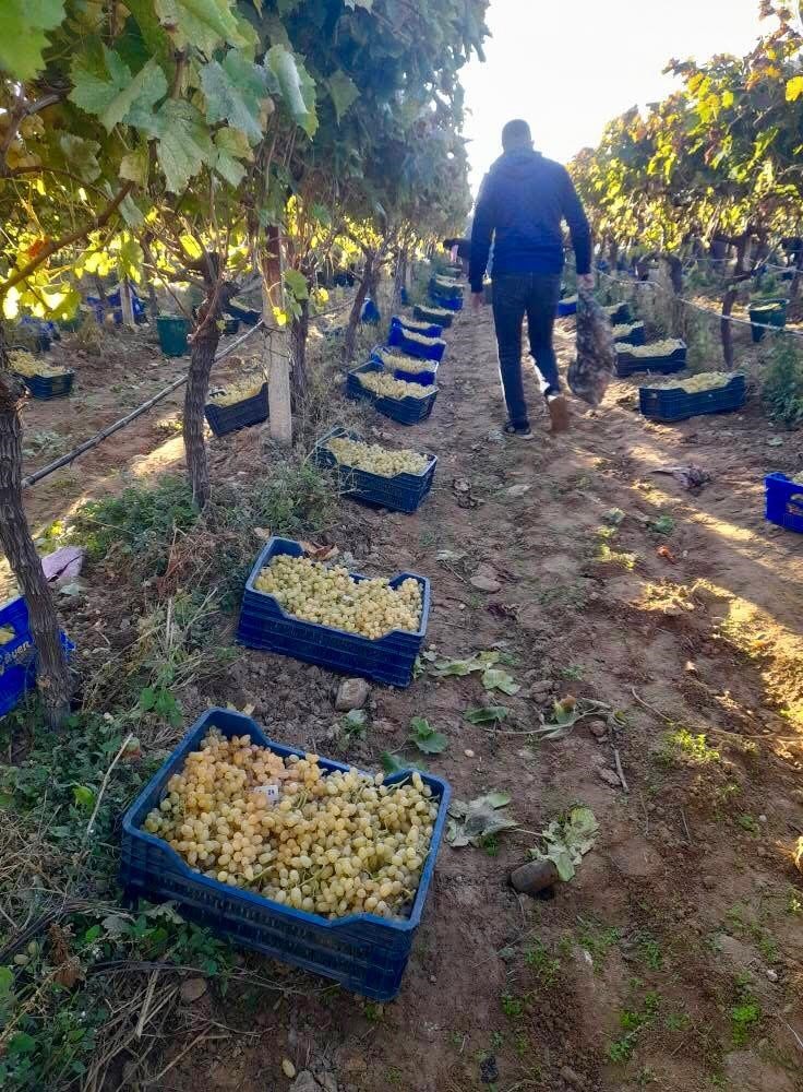 MANİSA’NIN SARIGÖL İLÇESİNDE YAŞ ÜZÜM KESİM ÇALIŞMALARI ARALIKSIZ SÜRÜYOR. ÜZÜMÜN BAŞKENTİ OLARAK...