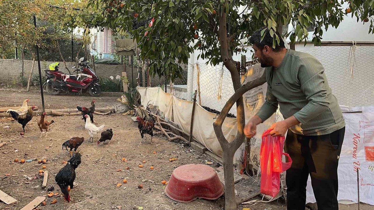 MAVİ YUMURTLAYAN 5 TAVUĞU ÇALIP TİŞÖRTE DOLDURDULAR