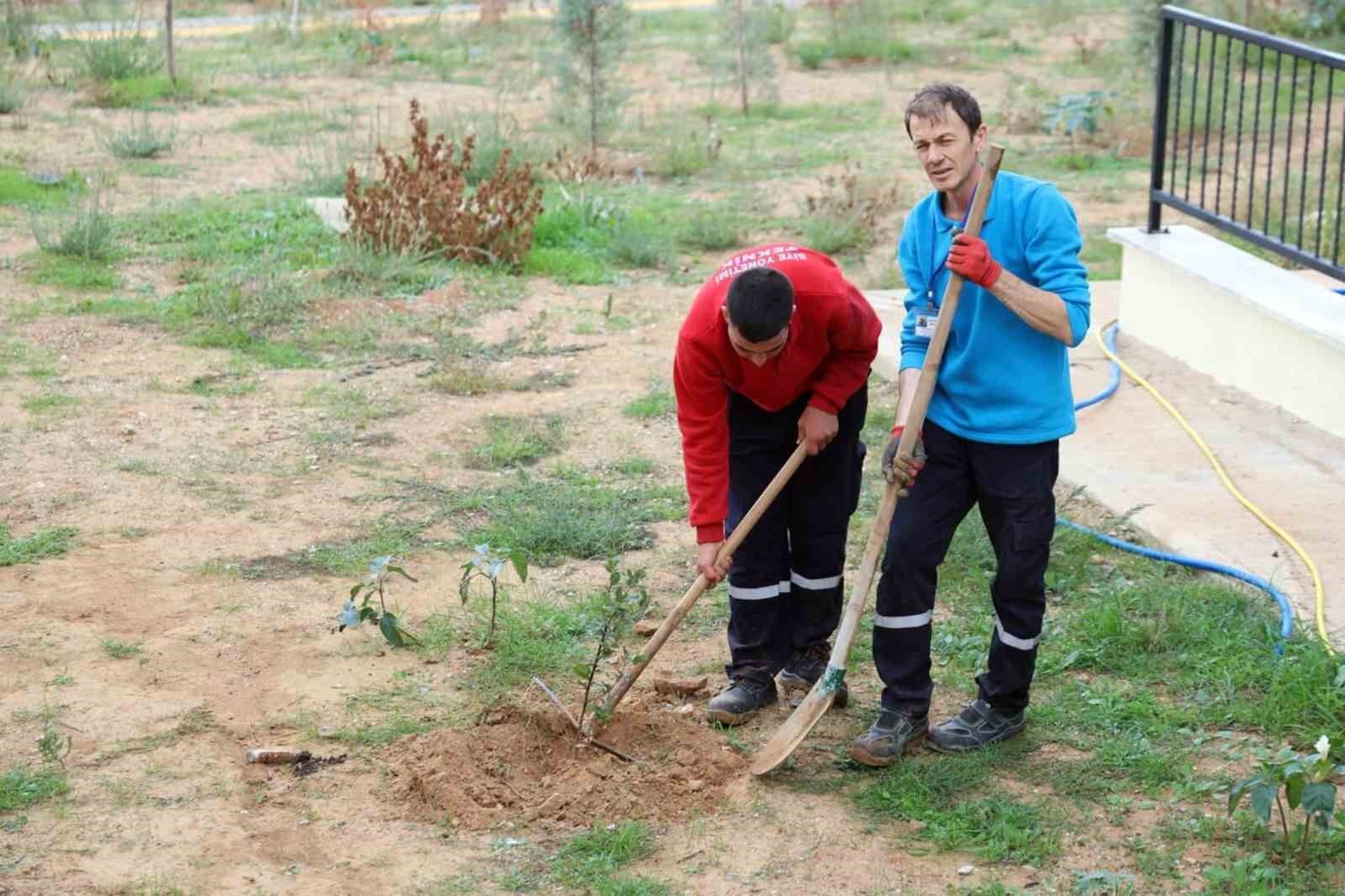 MENTEŞE AKÇAOVA TOKİ SİTE YÖNETİMİNDEN ‘YEŞİL VATAN’A FİDANLI DESTEK