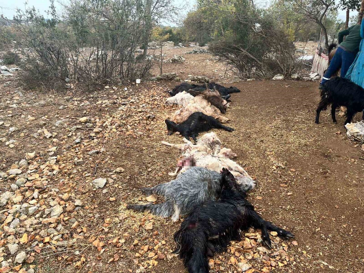 MERSİN'İN TARSUS İLÇESİNDE BİR AĞILA GİREN YABANİ HAYVAN, 12 KÜÇÜK BAŞ HAYVANI BOĞAZLARINDAN...