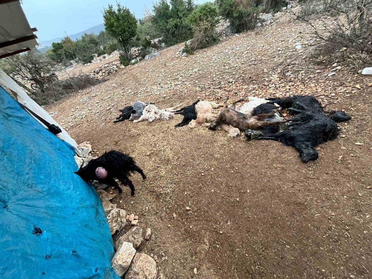 MERSİN'İN TARSUS İLÇESİNDE BİR AĞILA GİREN YABANİ HAYVAN, 12 KÜÇÜK BAŞ HAYVANI BOĞAZLARINDAN...