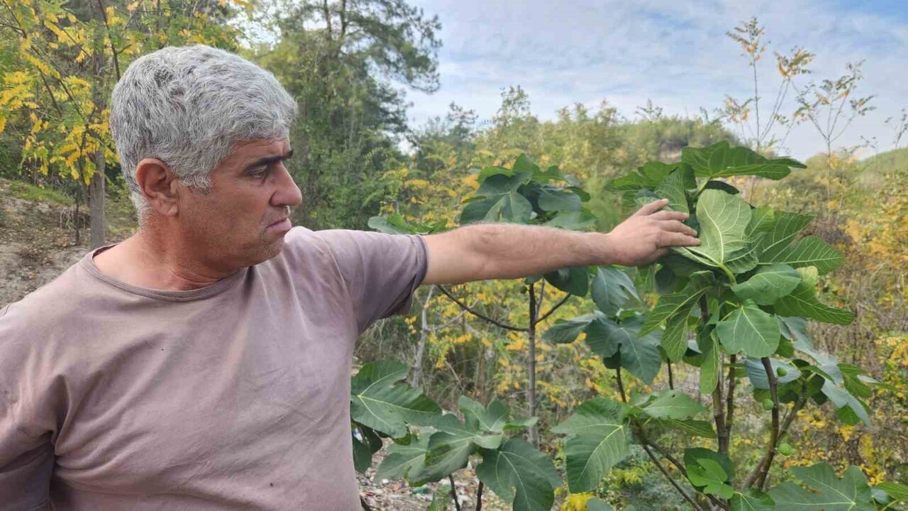 MEVSİMİ ŞAŞIRAN İNCİR AĞAÇLARI MEYVE VERDİ