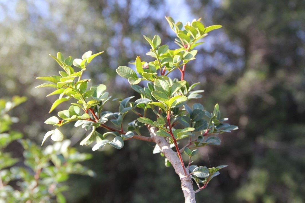MUĞLA’DA SAKIZ ÜRETİMİ GÜÇLENİYOR BİN 500 AŞILI FİDAN ÜRETİCİYLE BULUŞUYOR