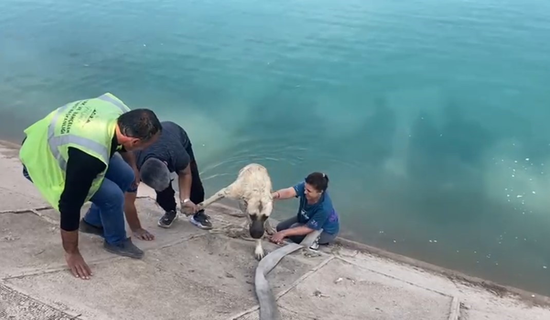 NAVİGASYONUN YANLIŞ YOLA SOKTUĞU AİLE ŞANLIURFA-MARDİN ARASINDAKİ KEPİRLİ KÖYÜ YAKINLARINDAYKEN...