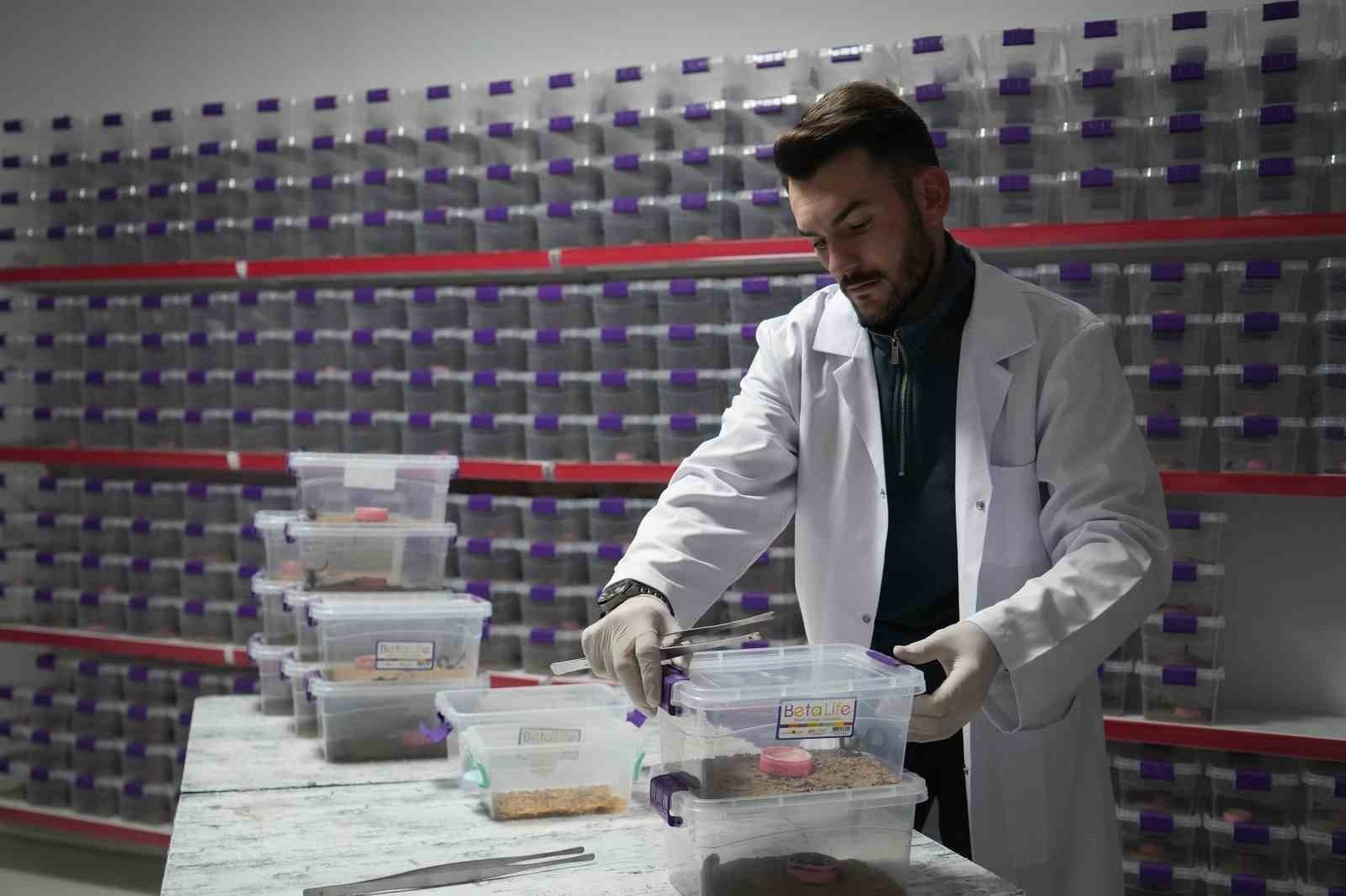 NİĞDE’DE YAŞAYAN GENÇ GİRİŞİMCİ AKREP ZEHRİNİ DÜNYA PAZARINA İHRAÇ EDİYOR