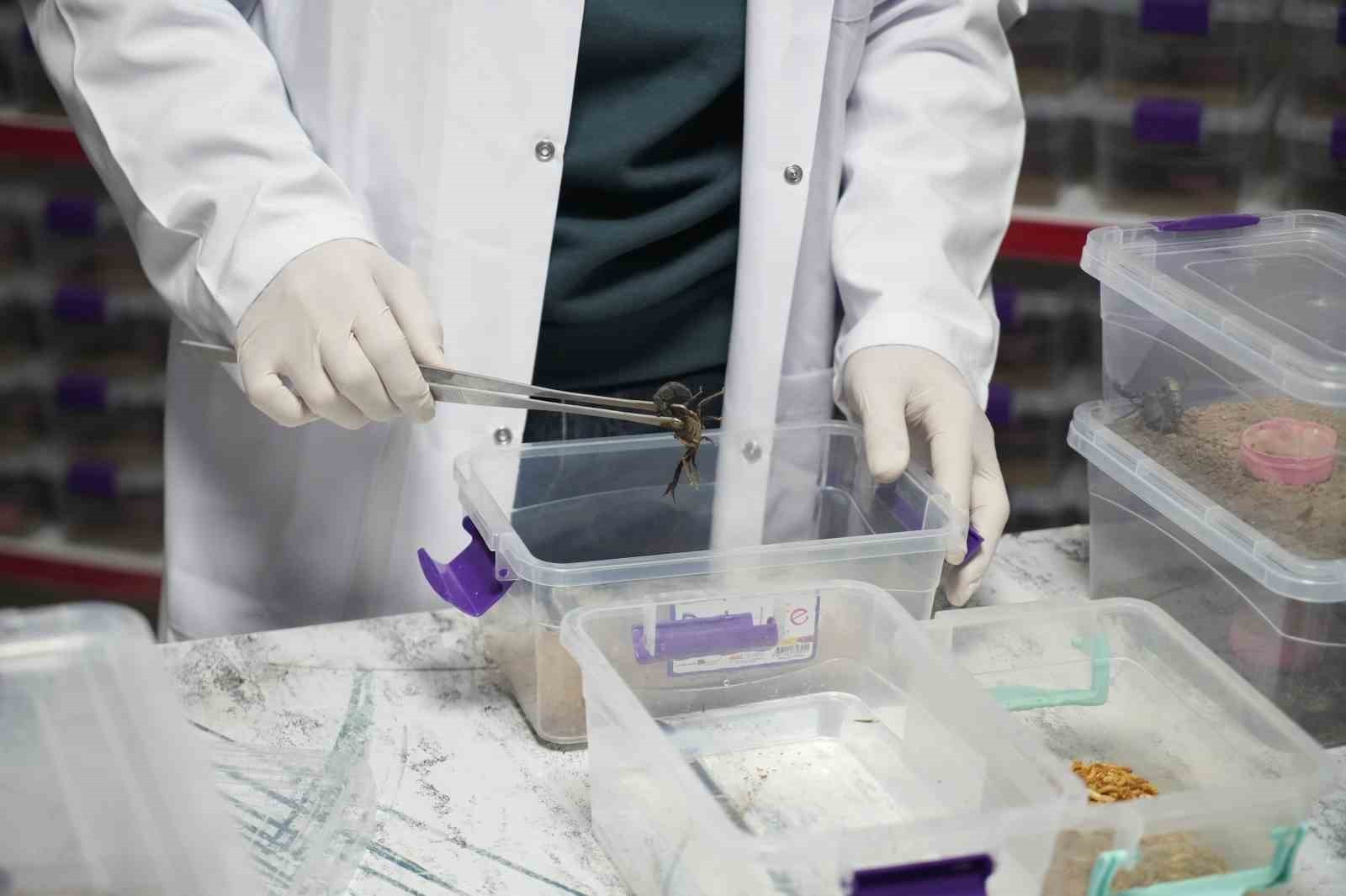 NİĞDE’DE YAŞAYAN GENÇ GİRİŞİMCİ AKREP ZEHRİNİ DÜNYA PAZARINA İHRAÇ EDİYOR