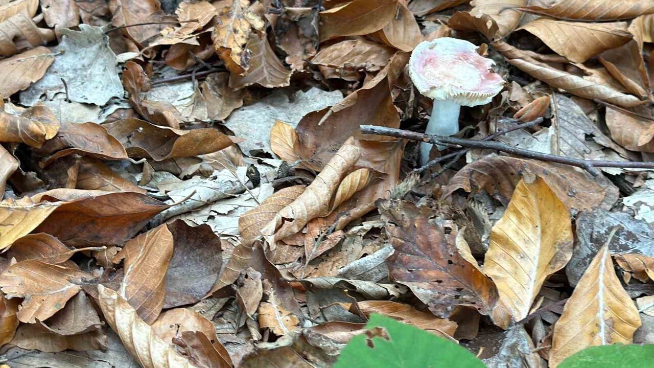 ORMANLIK ALANLARDA ORTAYA ÇIKMAYA BAŞLAYAN MANTARLARIN ZEHİRLİ OLABİLECEĞİ UYARISI YAPILDI