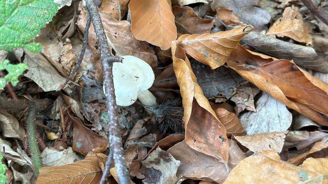 ORMANLIK ALANLARDA ORTAYA ÇIKMAYA BAŞLAYAN MANTARLARIN ZEHİRLİ OLABİLECEĞİ UYARISI YAPILDI