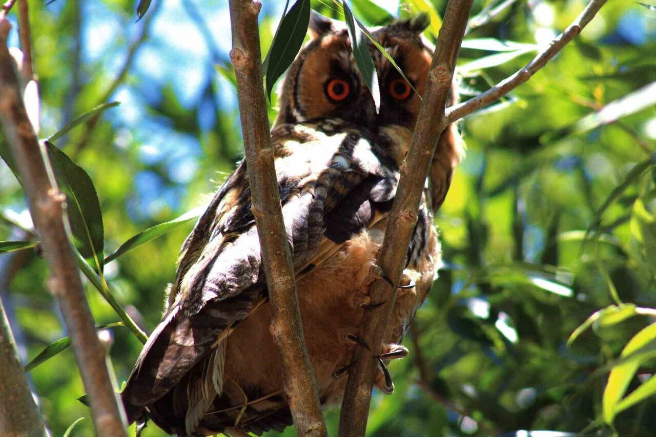 ÖZALP’TE KULAKLI ORMAN BAYKUŞU GÖRÜNTÜLEN