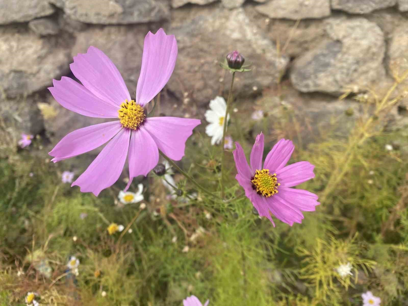 PATNOS’TA KASIM AYINDA AÇAN ÇİÇEKLER ŞAŞIRTTI