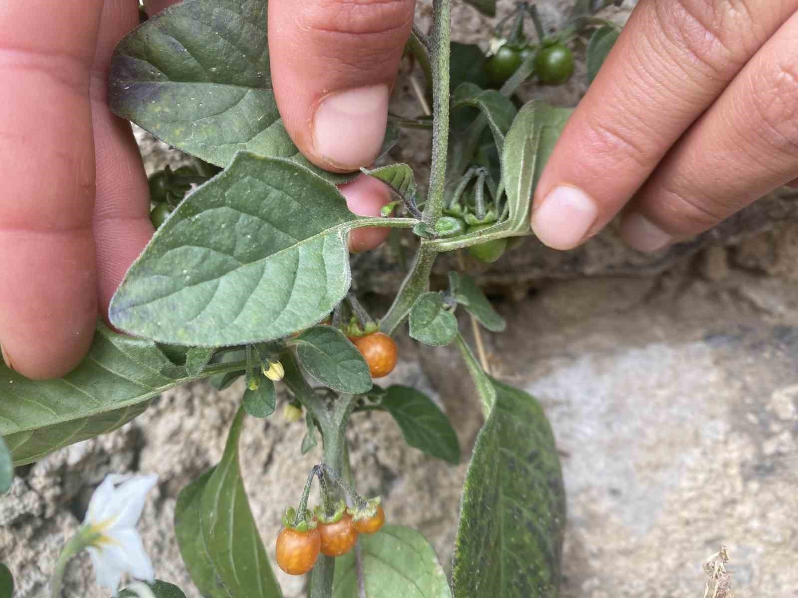 PATNOS’TA KASIM AYINDA AÇAN ÇİÇEKLER ŞAŞIRTTI