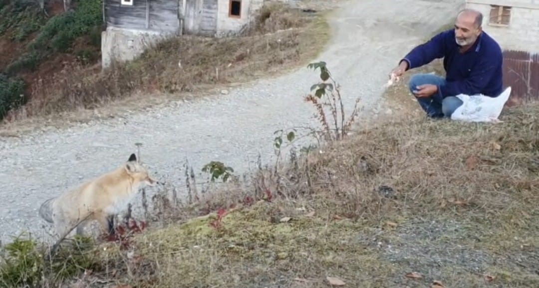 RİZE'NİN ÇAMLIHEMŞİN İLÇESİNE BAĞLI PİMBİLONA YAYLASI’NDA YAŞANAN SIRA DIŞI DOSTLUK DİKKAT...