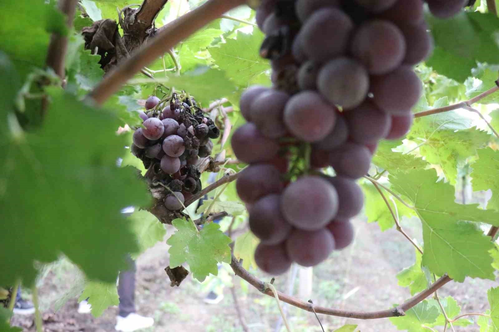 SAKARYA’DA GEÇTİĞİMİZ SENELERDE YAKLAŞIK 85 BİN TON REKOLTE ELDE EDİLEN VE TÜRKİYE’NİN DÖRT BİR...