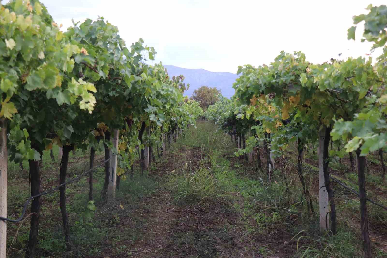 SAKARYA’DA GEÇTİĞİMİZ SENELERDE YAKLAŞIK 85 BİN TON REKOLTE ELDE EDİLEN VE TÜRKİYE’NİN DÖRT BİR...