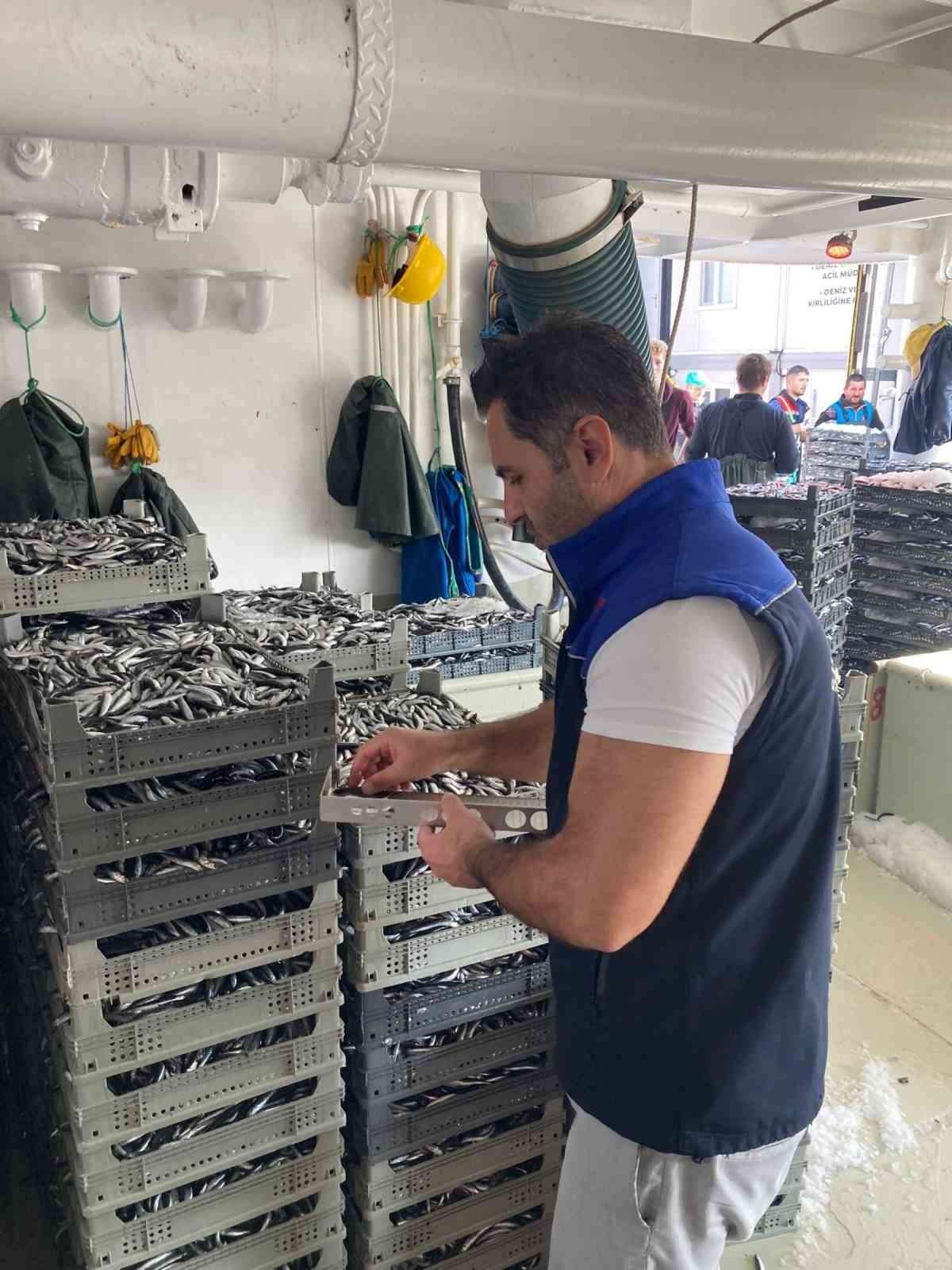 SAMSUN’DA İL TARIM VE ORMAN MÜDÜRLÜĞÜ EKİPLERİ TARAFINDAN 1 MİLYON 843 BİN 550 KİLO HAMSİ...