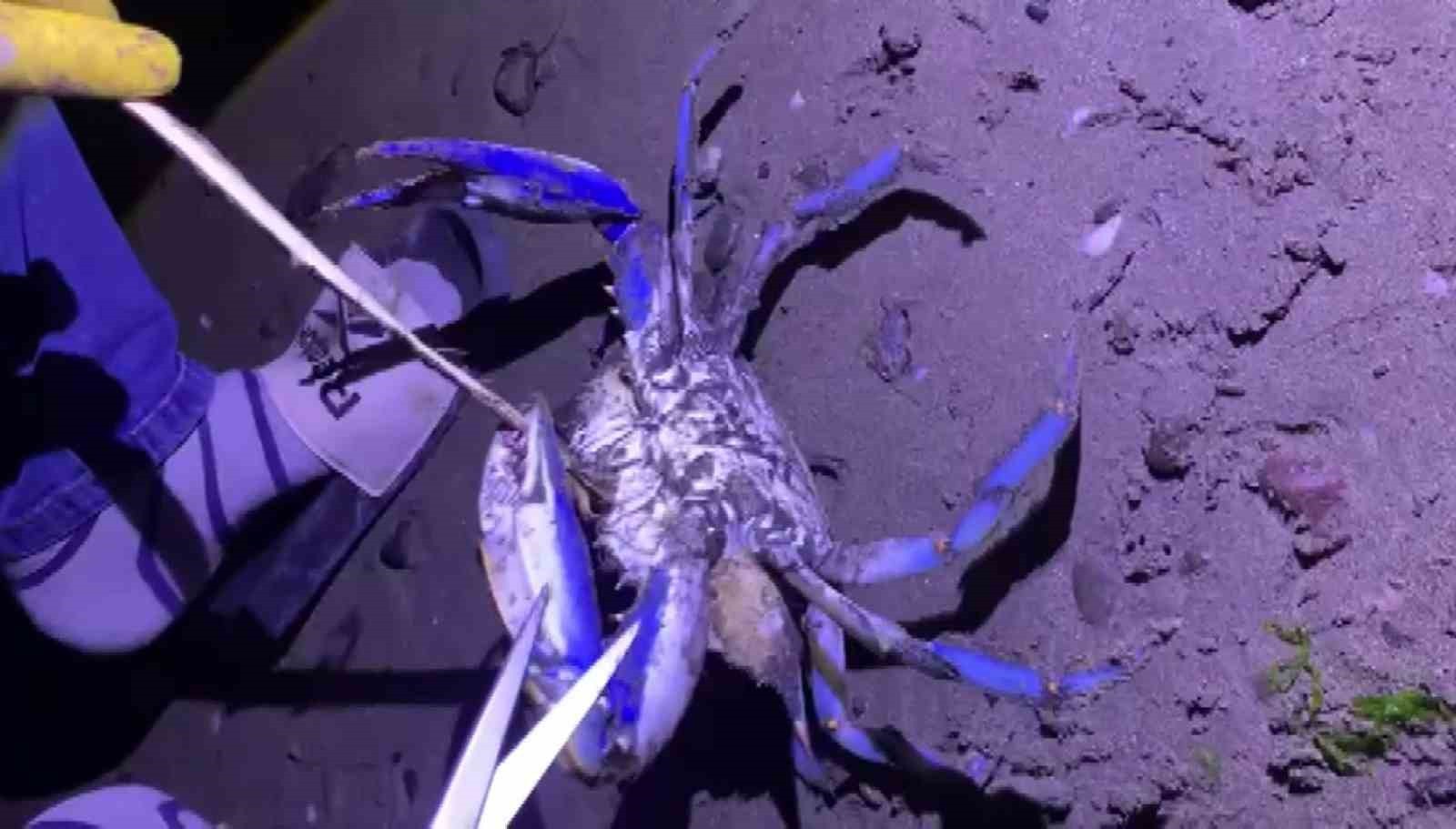 SAMSUN’UN ATAKUM İLÇESİNDE BALIKÇILARIN AĞINA NADİR GÖRÜLEN MAVİ YENGEÇ TAKILDI. BALIKÇILAR...