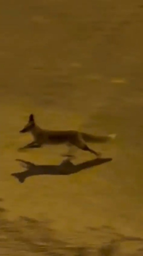 ŞANLIURFA'DA AÇ TİLKİ KENT MERKEZİNE İNDİ