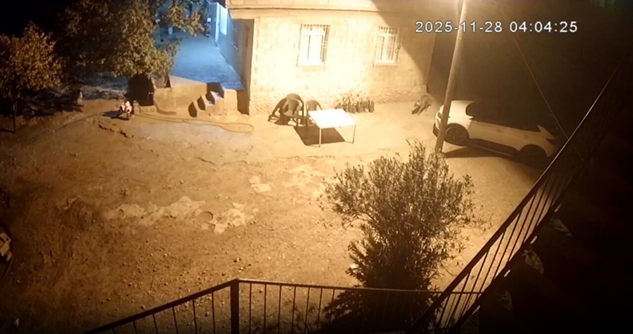 ŞANLIURFA'DA SIRTLANLAR TAVUK KÜMESİNE GİRDİ: HOROZ VE TAVUKLARI ÇALDI