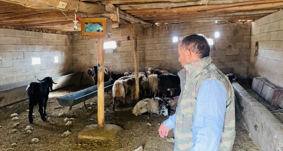 ŞANLIURFA'NIN CEYLANPINAR İLÇESİNDE AHIRA GİREN SAHİPSİZ KÖPEKLER, 5 KOYUNU TELEF ETTİ.