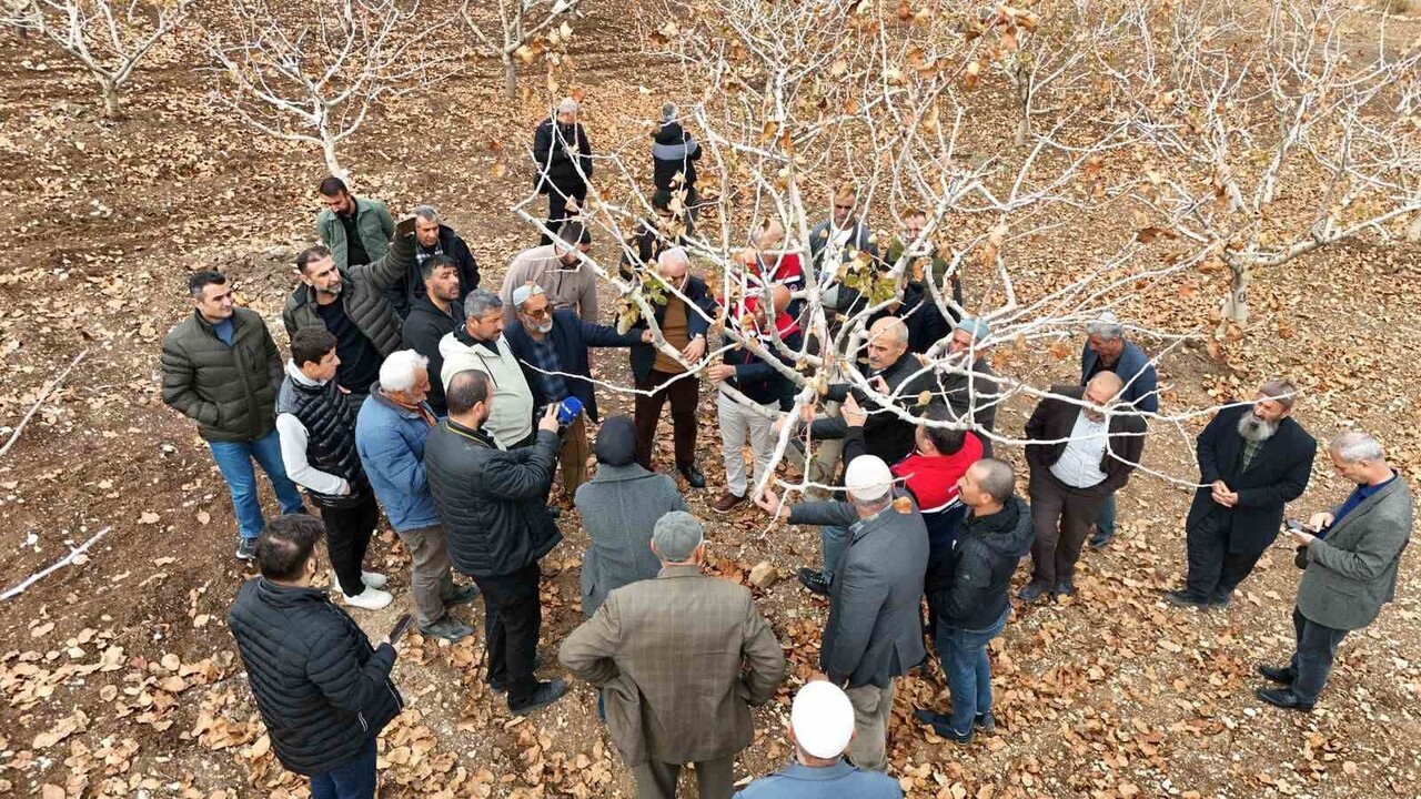 SİİRT’TE 410 BİN DEKARDAN FAZLA ALANDA FISTIK ÜRETİMİ YAPAN ÇİFTÇİLERE TEORİK VE UYGULAMALI...