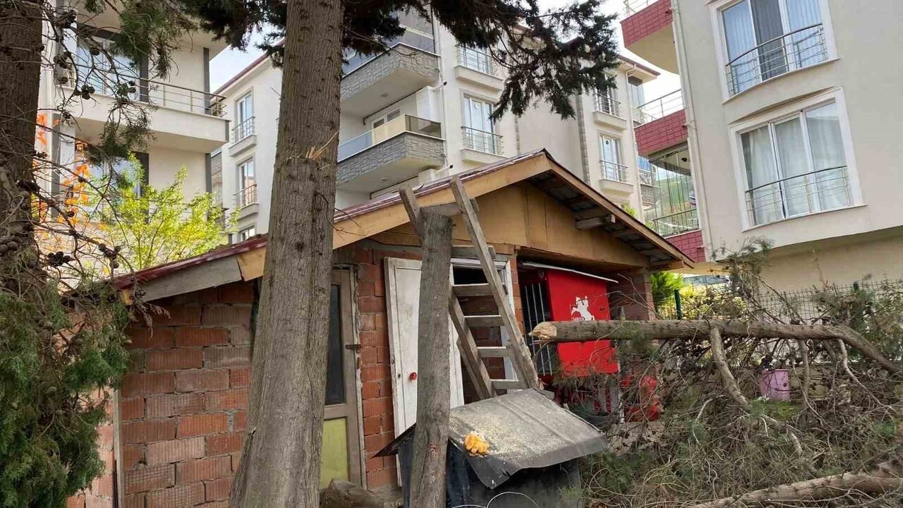 SİNOP'TA EVİNİN ÖNÜNDEKİ AĞACI BUDADIĞI SIRADA MERDİVENDEN DÜŞEN YAŞLI ADAM HASTANEYE...