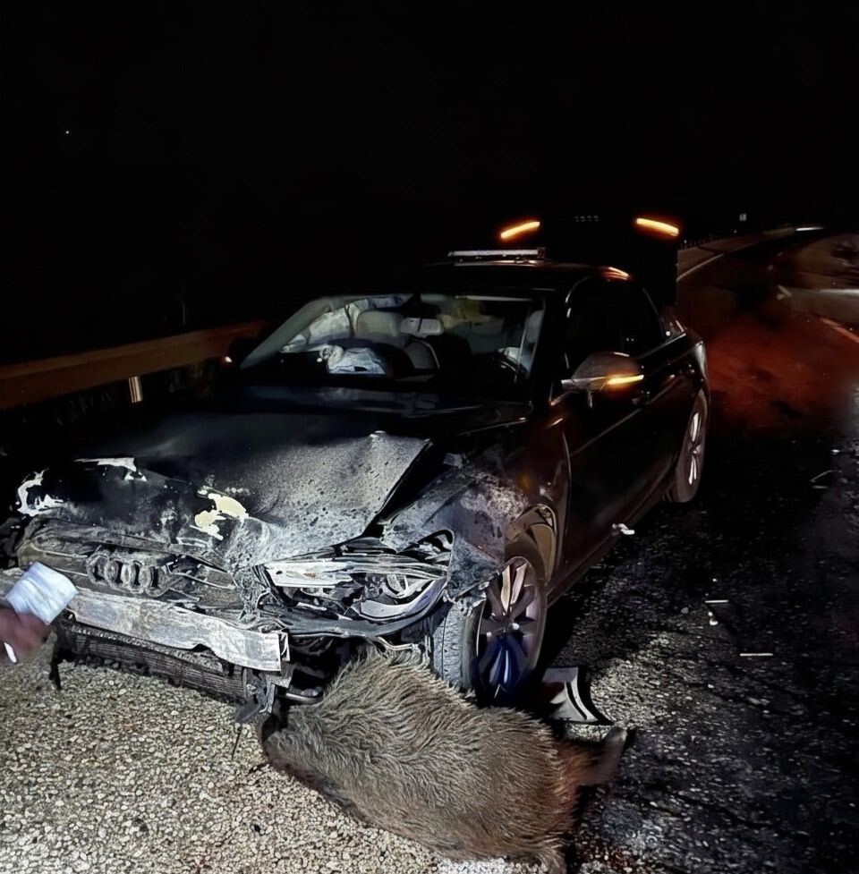 SİNOP BELEDİYE BAŞKANI METİN GÜRBÜZ'ÜN MAKAM ARACI, KASTAMONU'NUN HANÖNÜ İLÇESİNDE DOMUZ SÜRÜSÜNE...